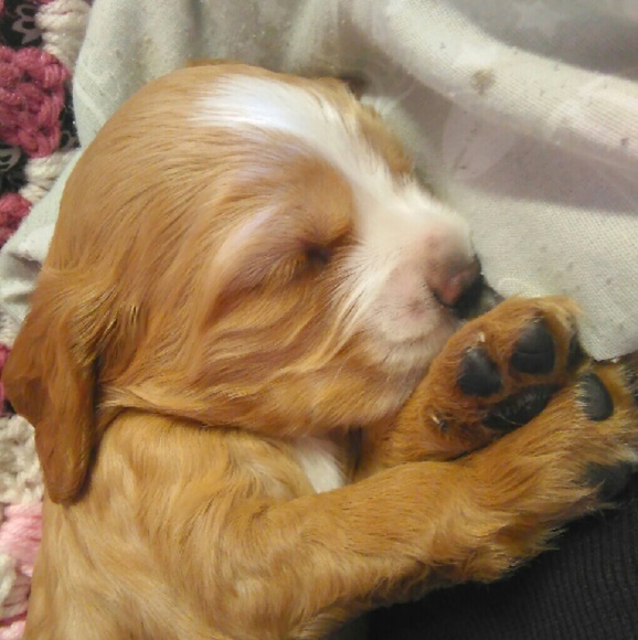 Meet your Posher, April - Picture 1 of 1