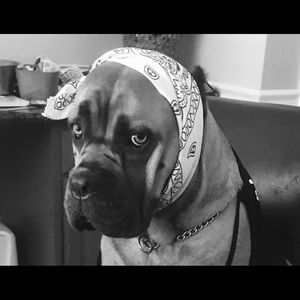 Meet your Posher, Dana