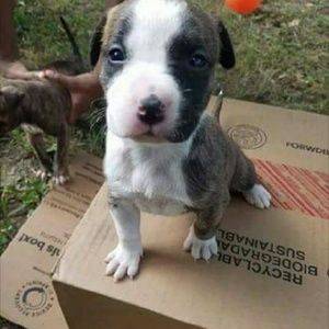 Meet your Posher, Destiny