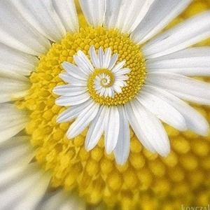 Meet your Posher, Desaree