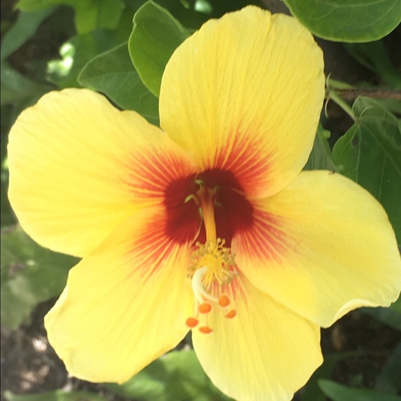 Meet your Posher, Sandi