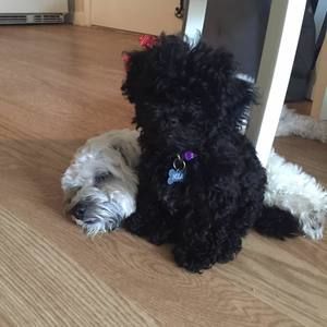 Meet your Posher, Darlene