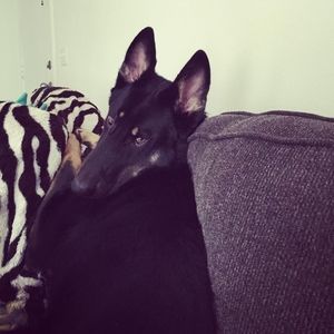 Meet your Posher, Amber