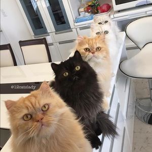 Meet your Posher, Barbara