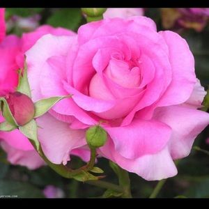 Meet your Posher, Cristelle