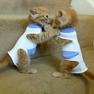 Meet your Posher, Sam