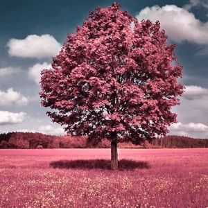 Meet your Posher, Belmarys