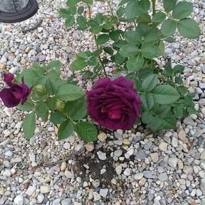 Meet your Posher, Jane