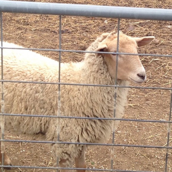 Meet your Posher, Carolyn - Picture 1 of 1