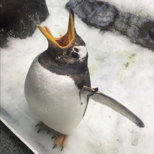 Meet your Posher, Jailene