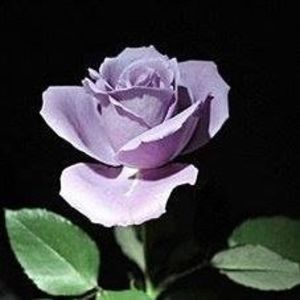 Meet your Posher, Melody