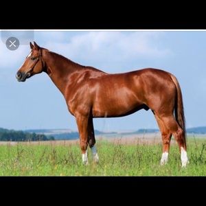 Meet your Posher, Sandy