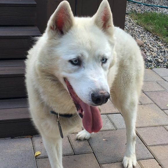 Meet your Posher, Dawn