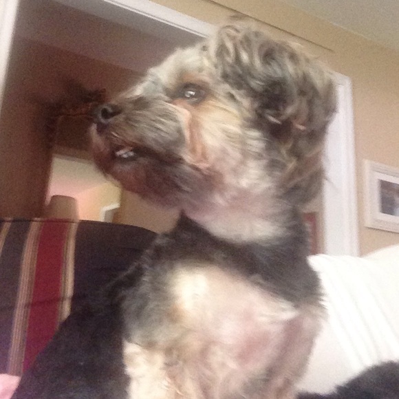 Meet your Posher, Laurie - Picture 1 of 1