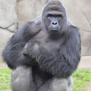 Meet your Posher, Samuel