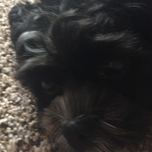 Meet your Posher, Jodi