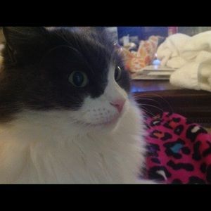 Meet your Posher, Carole