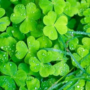 Meet your Posher, Adrienne