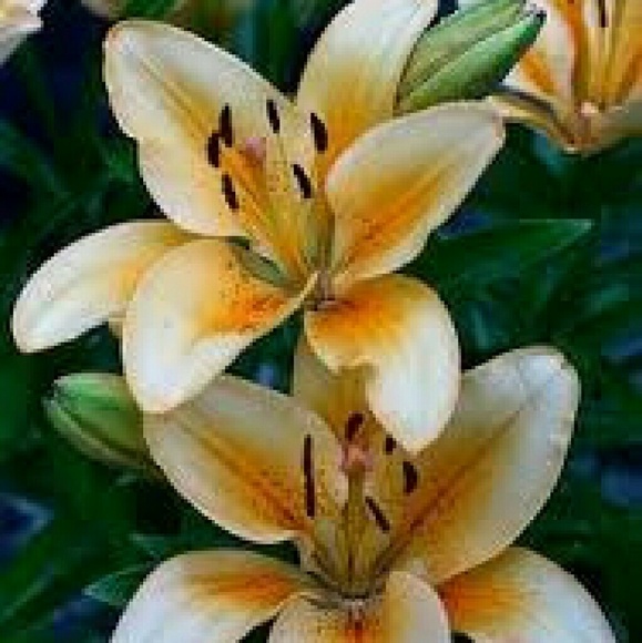 Meet your Posher, Terri