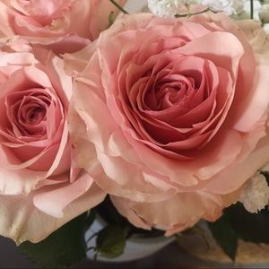 Meet your Posher, Morgan