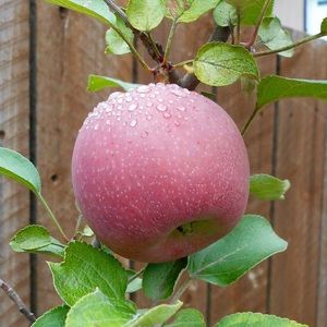 Meet your Posher, Wen