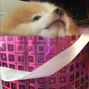 Meet your Posher, Callie