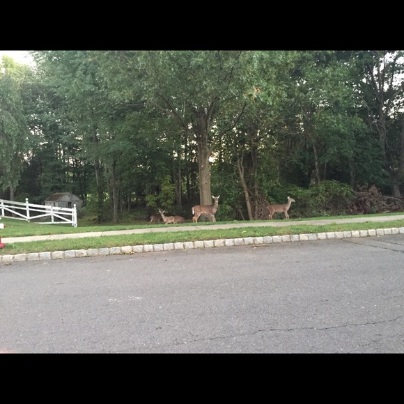 Meet your Posher, Manjula - Picture 1 of 1