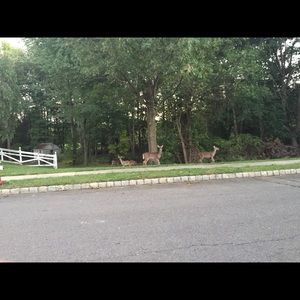 Meet your Posher, Manjula