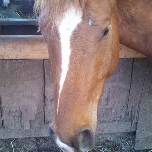 Meet your Posher, Rhonda