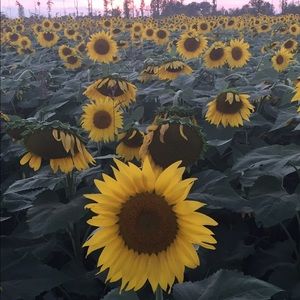 Meet your Posher, Bassima