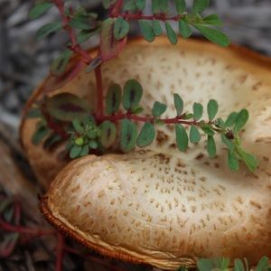 Meet your Posher, Kali