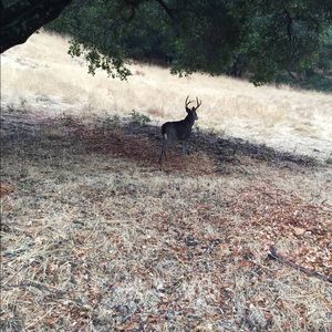 Meet your Posher, Ling