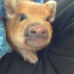 Meet your Posher, Suz