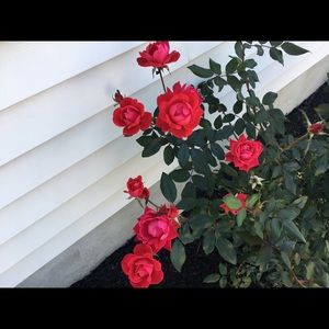 Meet your Posher, Ant