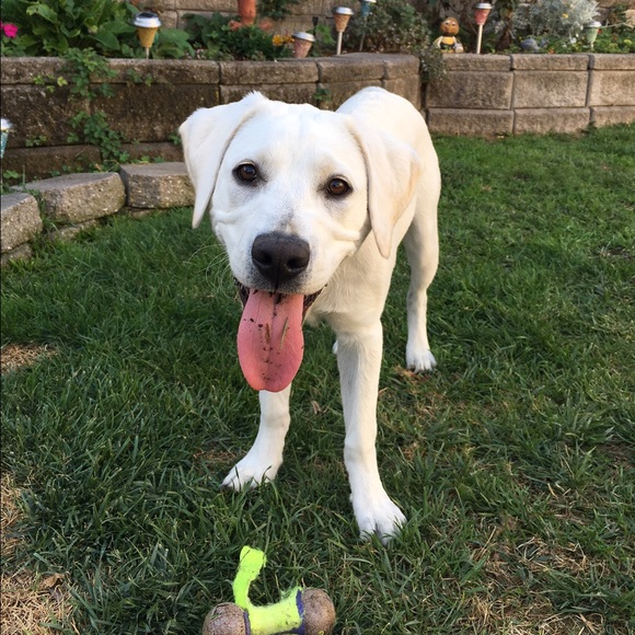 Meet your Posher, Lindsey - Picture 1 of 1