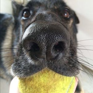 Meet your Posher, Antonia