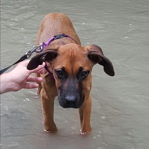 Meet your Posher, Riley