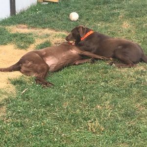 Meet your Posher, Heidi