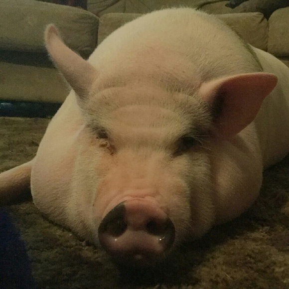 Meet your Posher, Jessica - Picture 4 of 4