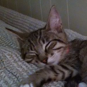 Meet your Posher, Natasha