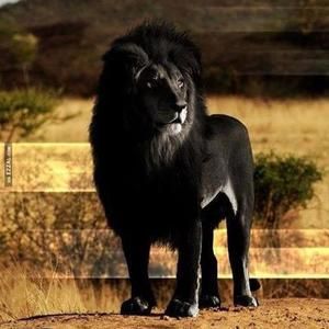 Meet your Posher, Al