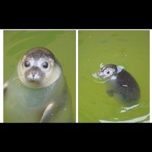 Meet your Posher, Noah