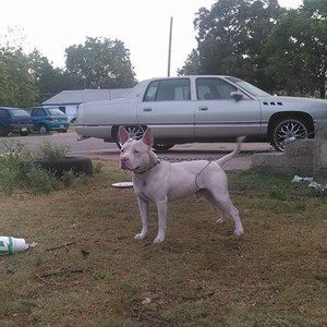 Meet your Posher, Leonard