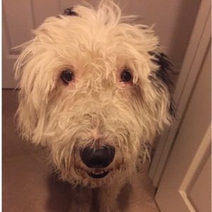 Meet your Posher, Bailey