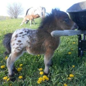 Meet your Posher, Nicky