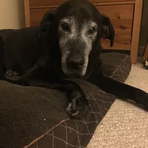 Meet your Posher, Leigj