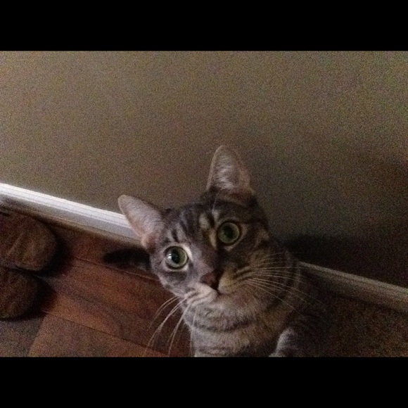 Meet your Posher, Anna - Picture 1 of 1