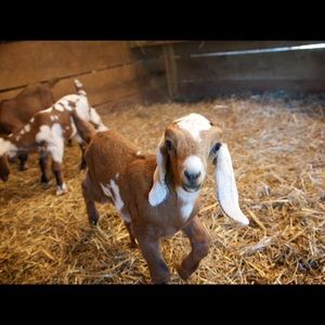 Meet your Posher, Diane