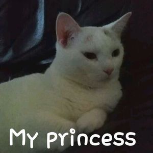 Meet your Posher, Sindie