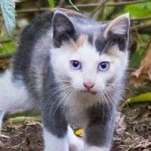 Meet your Posher, Ginger